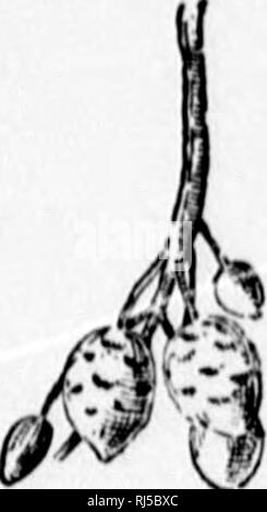 . Ein Leitfaden zu den wilden Blumen [microform]. Wilde Blumen; Botanik; Fleurs sauvages; Botanique. . Bitte beachten Sie, dass diese Bilder sind von der gescannten Seite Bilder, die digital für die Lesbarkeit verbessert haben mögen - Färbung und Aussehen dieser Abbildungen können nicht perfekt dem Original ähneln. extrahiert. Lounsberry, Alice; Rowan, Ellis, 1858-1922. Toronto: W. Briggs