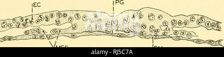 . Stellung Anatomie. Chordata; Anatomie, Vergleichende. Sauropsidan KEPKUDUCTION 57 eines Embryos. Am vorderen Ende dieses Säugetier- Streifen ist in der Regel eine kleine Grube oder sogar einer Perforation, die durch das Schild in die Vertiefung des blastodermic Vesikel - sehr, die auf eine fehlgeschlagene Blastoporus gefunden. Es ist entlang Dieser primitivstreifen von Säugetieren, die in der ähnlichen sauropsidan Struktur, die schnelle Vermehrung von Zellen produziert ein Mesoderm (Abb. 50), die sich nach und nach zwischen den bereits getrennt Ektoderm und Endoderm und Spreads interpoliert schließlich in alle Regionen des Embryos Stockfoto