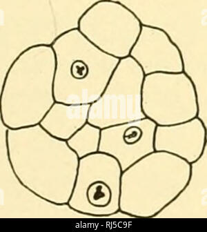 . Stellung Anatomie. Chordata; Anatomie, Vergleichende. Y-- ^." r^r^ ,**,' Abb. 46,- Abschnitt quer zur primitiven Streifen von einem Küken embryo von etwa 15 Stunden Inkubation. Der Abschnitt ist in der Mitte der Länge der Streifen. Eg, ektoderm; EN, Entoderm, Mesoderm; MES; PG, primitive Nut des Primitivstreifens; y, Eigelb am inneren Rand des Bereichs opaca. X 100. (Nach Duval, "Atlas d'Embryologie") mit der sauropsidan Embryo, die dann, wie in der Amphibien, schnelles Wachstum und Zellteilung innerhalb der blastoporal rim ist die primäre Quelle von Mesoderm. Frühe Entwicklung in der Plazenta Mam Stockfoto