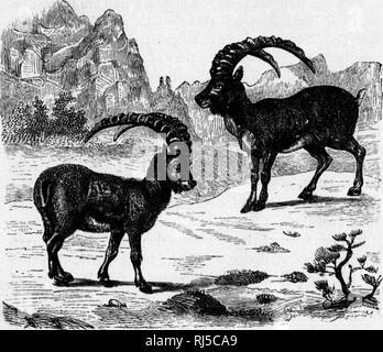 . Wiese und Wald [microform]: eine Beschreibung des Spiels in Nordamerika, mit persönlichen Abenteuer in ihrer Verfolgung. Jagd; Angeln; Chasse, Pêche sportive. 144 Wiese und Wald. s&gt;, die sie niemals bei Tageslicht versuchen, ausser in solchen Regionen wie Ihr Feind, Mann, selten oder nie dringt. Obwohl dieses Spiel weit von knapp ist, den Reisenden durch ihren Lebensraum könnte mir vorstellen, dass der Fall war, von den wenigen Chancen von ihnen lebendig zu sehen; aber wenn die Aufmerksamkeit auf alle umgibt, dass seine bezahlt werden. BIG-HOBN. Pfad - und wer das ist ein Jäger, der das nicht tut, wenn sie in Regionen Stockfoto