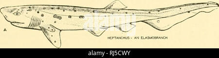 . Stellung Anatomie. Chordata; Anatomie, Vergleichende. Das TIERREICH 15 jedoch ihre Köpfe wurden durch schwere knochige Rüstung bedeckt. Wie die Lam-Beute fehlte Backen und gekoppelten Anhängseln. Wie in cyclostomen die nasale Aperture war median und dorsal in Position. Es ist geltend gemacht worden, aber nicht nachgewiesen, dass die ostracoderms sind die Vorfahren der carti - laginous Fische, die Lfd sind^ uently angenommen, ihren schweren Körper exoskeletons verloren zu haben. Die meisten morphologen, jedoch betrachten ostracoderms eher hoch spezialisierten Arten und nicht primitiv ancestral Formen. - Cepha laspis und Pterichthys sind Ch Stockfoto