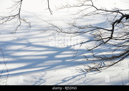 Ominöse und dunkle, blattlose Äste, die im Winter ihre Schatten auf einen mit Eis und Schnee bedeckten Boden werfen. Stockfoto