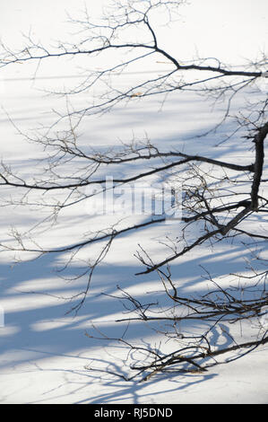 Ominöse und dunkle, blattlose Äste, die im Winter ihre Schatten auf einen mit Eis und Schnee bedeckten Boden werfen. Stockfoto