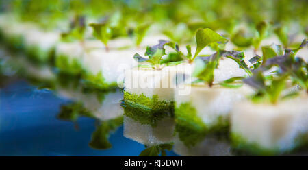 In der Nähe der Jugendlichen hydroponics Gemüse, darunter mehrere Arten von Salat, wachsen auf Wasser, Alternative zu traditionellen argriculture Stockfoto