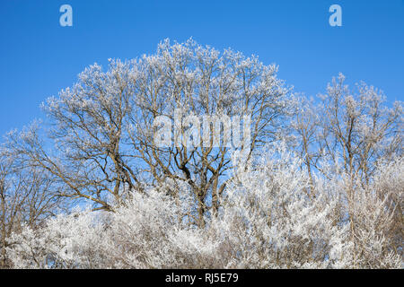 Mit Raureif bedeckte Bäume im Wienerwald, Maurer Wald, Wien, Österreich, Stockfoto