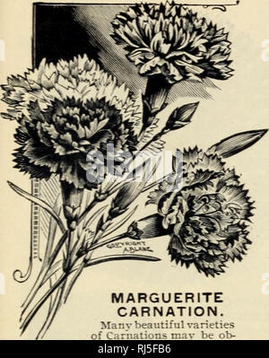 . Wahl Blumen Samen. Blumen Samen Kataloge; Samen Kataloge. MINNEAPOLIS. MINN.. MARGUERITE Nelke. Viele schöne Sorten von Nelken kann ob sein - wörtlich - trom Saatgut. Das entspricht der Treibhausgasemissionen gewachsen blüht im Full-ness und Duft. Diese neuen Fa-vorites sind ein großer Fortschritt gegenüber der alten Sorten, wie sie in blos werden-som in von zwei bis vier Monaten vom Samen, der in den offenen Boden. Die Blüten erscheinen in vielen Schattierungen von rot, rosa, weiß und bunt, und sind äußerst wohlriechend. Wenn aufgegriffen und zurück schneiden Sie feine Pflanzen für die Fenster im Winter oder Saatgut ausgesät werden Stockfoto