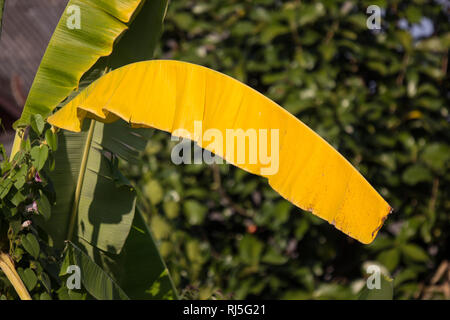 Welkes Blatt Bananenbaum, Pisang Awak Banane Stockfoto