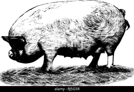 . Manuel d'Landwirtschaft [microforme]. Landwirtschaft Die Landwirtschaft. MAN U EL l) AU KIC L I/f L KE. 897 KAPITEL XXV ESPECE SCHWEINE 709. Rennen Schweine; Unterteilungen.-les Anglaln, qui fournissent au monde entier La plupart des Rennen améliorées les plus recherchécM, subdivisent aujourd'hui les Rennen por-Cine-sequenzen anglaises de Grandes, moyennes et i^etites, blanches ou Noires; plus le Tamworth qui est rougefitre, avec Haken foncées sur la peau, et Grand plutôt que Moyen. Cette sub-division est devenue nécessaire par le fait de croisements. Abb. 182.- Moyennes Rennen. nombreux Entre les Sujets les plus v Stockfoto