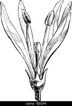 . Die Farben der Blumen [microform]: Wie in Britischen flora dargestellt. Blumen; Farbe der Blumen; Blüten; Fleurs; Couleur des Fleurs; Fleurs. DEGENERATION, 99 befruchtete Palmkätzchen und Eiche - Art. Trotzdem, Sie entomophilous sind, für ihre Pollen, deren Anordnung in großen Massen, und Ihre dunklen lila Farbe, ausreichende zient dienen zahlreiche Insekten zu verleiten. Die spurges {Euphorbiacece) sind eine sehr interessante Familie der gleichen Art, die jede Abstufung von perfekten corolliferous Blüten der meisten de-graded Blumen in allen Natur. Unsere Englisch Arten haben keine echte Blütenblätter; aber einige Stockfoto