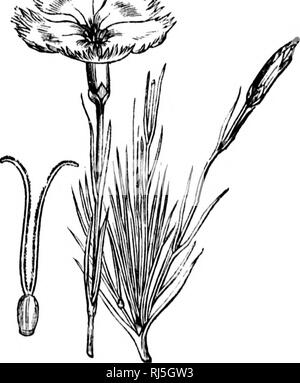 . Die Farben der Blumen [microform]: Wie in Britischen flora dargestellt. Blumen; Farbe der Blumen; Blüten; Fleurs; Couleur des Fleurs; Fleurs. Panaschierung. 65 von rosa und lila Blüten unter den Blumen, die auf einen beiläufigen Blick scheinen kaum so viel wie der Pinks oder Der crucifers geändert. Die Malvacece sind eine Familie, in der die Linien und Streifen häufig auftreten, und sie werden von einem vergleichsweise erweiterte Ausführung durch ihre Pecu - liarly geändert Stempel, und von der Union der ihre Staubgefäße in ein Rohr, in dem sich die Blütenblätter halten an der Basis. Lavatera arborea ist Violett Rot unserer drei Stockfoto