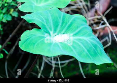 Regentropfen auf 'Colocasia esculenta' oder 'Colocasia antiquorum Schott' oder Taro, Dasheen Blätter, eine tropische Pflanze, die in erster Linie für essbare Knollen, Wurzeln v angebaut Stockfoto