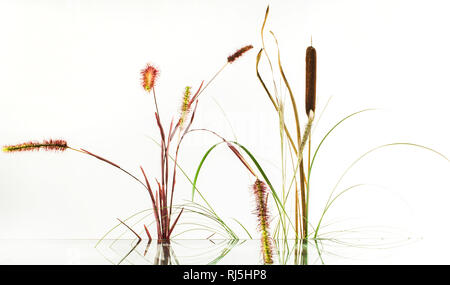 Reed, Nahaufnahme Stockfoto