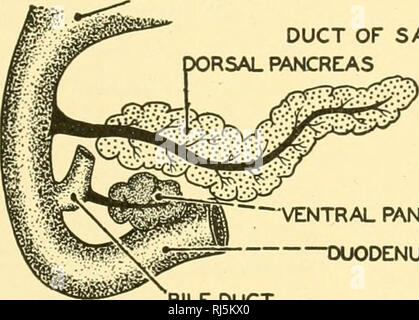 . Stellung Anatomie. Chordata; Anatomie, Vergleichende. Das VERDAUUNGSSYSTEM 243 von der Bauchspeicheldrüse splits Stärke in monosaccharids. Ein weiteres Enzym, Lipase oder steapsin, wenn durch die enterokinase Pausen Fette zu Fettsäuren und Glycerin aktiviert. Ein weiteres Enzym, ereptose oder erepsin, Splits pro-teoses und Peptone. Die verdauungstätigkeit der Bauchspeicheldrüse wird durch die endokrine Wirkung von Sekreten in das Blut durch die intestinale Drüsen ausgeschüttet, wenn die Säure Hungergefühl der Darm tritt aus dem Magen angeregt. Neben dieser verdauungsfördernde Funktion, die Bauchspeicheldrüse, die als endokrine Drüse regelt die Stockfoto