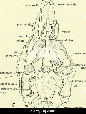 . Stellung der Morphologie. Morphologie (Tiere); Chordata. premaxilla. prefronta prenasal Prozess foramen apicole parosphenoid prootic fenestra. Lateralis Prozess aufsteigender Prozess - postorbital. basipterygoid Prozess cranioquadrote Riss lateralis Prozess squamosal V. jugularis endolymphatischen Foramen t"--'^ i Foramen magnum notocriord Kanal Abbildung 4-12. Chondrocranium und einige der dermalen Knochen Rudimente im Kopf eines Embryos (13-mm-Kopf Länge) von CrococJ/7 uns biporcofus beobachtet. (Nach Shiino, 1914) Vogel den Kopf Skelett der Huhn, als Beispiel für die Vogel, trägt mehrere Stockfoto