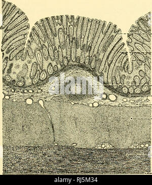 . Stellung Anatomie. Chordata; Anatomie, Vergleichende. Das VERDAUUNGSSYSTEM 233 Oberfläche. In ihe Ileum, Ihe crescentic Falten verschwinden, und Zotten immer kleiner und mehr verstreut. Die vier Schichten des Gewebes Merkmal der Speiseröhre sind im Dünndarm vorhanden. Über die gesamte Länge des Darms sind zahlreiche tubular Schleim-absondernden Drüsen, senkrecht zur Oberfläche des Darmes, die intestinale Drüsen oder krypten der Lieberkiihn. Becher - geformte Zellen gebläht mit Schleim sind reichlich in die Wände dieser Drüsen. Das Sekret dieser Drüsen sind sagte zu fördern Stockfoto