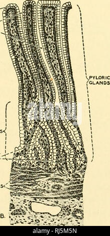 . Stellung Anatomie. Chordata; Anatomie, Vergleichende. Schleimhäute Epithel-^ OASTRIC GRUBE &Lt;." SCHLEIM DRÜSEN&lt;'^ SCHLEIM DRÜSEN ETAL ZELLEN MUSKULÖS I Sc. Abb. 216.- Querschnitte von der Wand der menschliche Magen, die eine, die Struk- tur des Magens (Fundus) Drüsen, und B, dass der pyloric Drüsen. Während das Geheimnis der Drüsen des Magens sind in erster Linie Magen-darm (magensaft), die Pyloric Drüsen abgesondert Schleim vor allem. (Gezeichnet nach Braus.). Bitte beachten Sie, dass diese Bilder aus gescannten Seite Bilder, die digital für die Lesbarkeit verbessert haben mögen - Färbung und das Aussehen von extrahiert werden Stockfoto