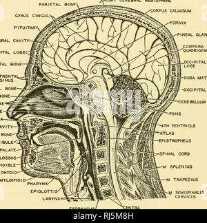 . Stellung Anatomie. Chordata; Anatomie, Vergleichende. 226 STELLUNG ANATOMIE adenoiden Gewebe mit zahlreichen Krypten, die neigen, eine Quelle der Infektion zu sein. Die Hypertrophie der adenoiden Gewebe, speziell die des weichen Gaumens in der Kindheit, behindert die Atmung und erfordert häufig eine chirurgische Behandlung. Der weiche Gaumen ist eine muskulöse Trennwand zwischen Verdauungs- und Atmungsorgane Teile des Rachens. Von der hinteren Grenze hängt das Zäpfchen. (Abb. 213) Sieben Kavitäten öffnen in den Pharynx - der Mund, die beiden nasale Durchgänge, die beiden Eustachischen Röhren, des Kehlkopfes und der Speiseröhre. Parietale B Stockfoto