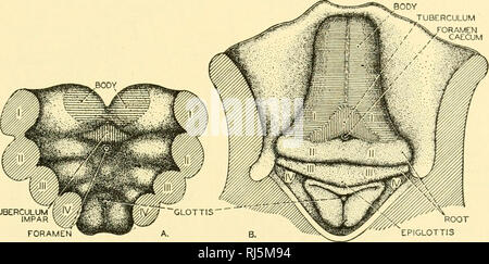 . Stellung Anatomie. Chordata; Anatomie, Vergleichende. Das VERDAUUNGSSYSTEM 225 im Zusammenhang mit der saugenden Mund und nicht mit der Zunge des höheren Wirbeltieren da Die hypobranchial Muskeln, die Form der Masse der Zunge Muskeln in höheren Wirbeltieren, obwohl in Cyclostomen, haben keine Verbindung mit dem sogenannten Zunge. Gnathostome Fische haben eine unbewegliche Zunge, die. bildet eine Schwellung im Boden der Mund und wird durch die basihyal oder os-glossum ento unterstützt. Obwohl es Muskeln fehlt, dieser Fisch Zunge ist in der Regel als homologe mit der Wurzel des Zunge angesehen Stockfoto