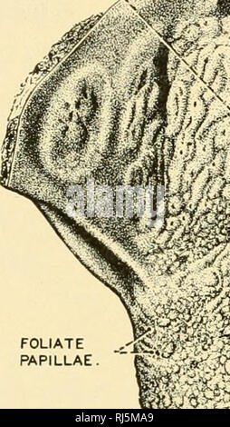 . Stellung Anatomie. Chordata; Anatomie, Vergleichende. 224 STELLUNG ANATOMIE dorsum der Zunge, und sind durch ihre rötliche Farbe unterschieden und ihre kugelförmige Pilzform. Sie tragen auch die Geschmacksnerven. Keine Papillen Auftreten auf den hinteren und unteren Flächen der Zunge. (Abb. 211) Die meisten der Masse der Zunge besteht aus quergestreiften Muskeln. Im Bindegewebe - Gewebe corium der Zunge, sowohl Schleim und serösen Drüsen sind reichlich vorhanden. Die mehrsprachigen Mandeln liegen auf dem hinteren Dorsum. Entwicklung der Zunge. Die Apex- und Wurzel von der Zunge, die aus getrennten Anlagen entwickeln, bleibt die ganze l Stockfoto