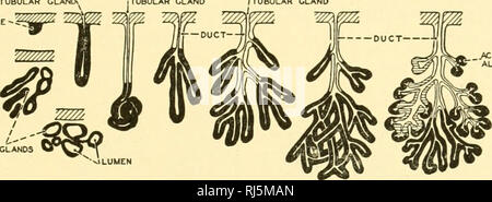 . Stellung Anatomie. Chordata; Anatomie, Vergleichende. Das VERDAUUNGSSYSTEM 223 True Speicheldrüsen absondernden Enzyme sind zu den Säugetieren begrenzt. Es scheint keinen guten Grund, daran zu zweifeln, dass die speicheldrüsen der Säugetiere aus der mündlichen Drüsen der Reptilien abgeleitet werden. Labialen und bukkale Drüsen werden reichlich in Säugetieren, und möglicherweise die Ohrspeicheldrüse ist einer erweiterten bukkale Drüse. Zusätzlich zu den Ungual und Pfälzer Drüsen, TUBULÄRE GLANO&gt; TUBULAR GLAND iCOMPOUND TUBULAR GLAND. Abb. 210. - Verschiedene Arten von Verdauungs- und endokrinen Drüsen, die Vom endodermalen (Schleimhäute) Futter der alime entwickeln Stockfoto