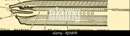 . Stellung Anatomie. Chordata; Anatomie, Vergleichende. Das VERDAUUNGSSYSTEM 219 pre-mündlichen Darm in Wirbeltierembryonen schlägt vor, dass die speiseröhre ehemals ausgedehnten anterioren bis in die Gegenwart Mund; und schließlich, daß in der myxinoids und die embryonalen Stör der Hypophyse tatsächlich in den Pharynx öffnet und, wie der Mund des urochordate Larven, hat eine dorsale externe Öffnung. (Abb. 208) Was ist der Ursprung der Wirbeltiere, müssen wir glauben, dass es mindestens zwei Mund haben im Laufe der Wirbeltiere phylogene-Sis. Der Grund für diese Schlussfolgerung ist, dass die ursprünglichen coel Stockfoto