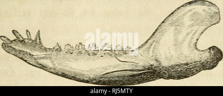 . Chs. Darwins Lehre von der Entstehung der Arten im Pflanzen- und thierreich in ihrer Anwendung auf die Schöpfungsgeschichte. Darwin, Charles, 1809-1882. 259. Si^ - 19 - Pbascolotheriam Buklandi Bro 4 - (in 2 i t. ; Ut. ® r.) gtone § fte!' r. iBeutettI; ier=2 irten, alte bieder nur Unterkiefern unb ä Burc^^^^^^^ e ich? efunten ertreten,^^. Xie@ attu: Ich 9 Phascoiollierium Ow. grünret Fid "auf eine Ju2tcne § fielfc ge=funbene, jiemlic^i&gt; Untere fiefer cllftänbi 9 e^ älfte mit trei ober J} ier 3 neibe=jä c^^ nen 1963 haben^=^ aljn Uub fieben iöacfen 5 a^nen. 2) ie § crm ber Unter=fiefer unb bie ß ^^n^- "Ich^^ bung beu Stockfoto