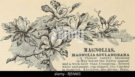 . Auswahl Auswahl in Samen und Pflanzen. Baumschulen (Gartenbau) New York (State) Tarrytown Kataloge; Blumen Samen Kataloge; Gemüse; Früchte Samen Samen Kataloge Kataloge; Pflanzen, Zierpflanzen Kataloge; Gartengeräte und Zubehör Kataloge. JAPAN AHORN. Langsam wachsende, kleine Bäume, mit Blättern der schönsten Formen und Farbstoffe. ACER POLYHTORPHUm DISSECTXTm Cut-Leaved ATROPURPUREUM", Lila Japan Ahorn, "eine Der handsomest Sorten von japanische Ahorne. Form, Zwerg und weinten. Die Blätter sind eine schöne Farbe rose wenn Junge, und wechseln Sie in eine tiefe und constan Stockfoto