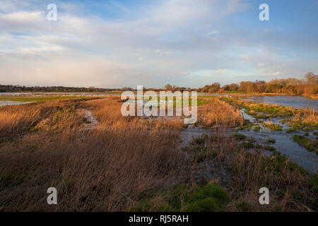 Überschwemmte Auen Ibsley in der Nähe von Ringwood Hampshire England Großbritannien Stockfoto