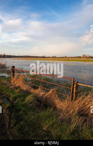 Überschwemmte Auen Ibsley in der Nähe von Ringwood Hampshire England Großbritannien Stockfoto