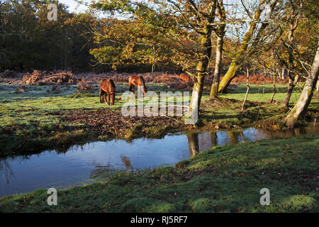 New Forest Ponys grasen neben dem schwarzen Wasserstrom Dames Slough Inclosure New Forest National Park Hampshire England Großbritannien Stockfoto