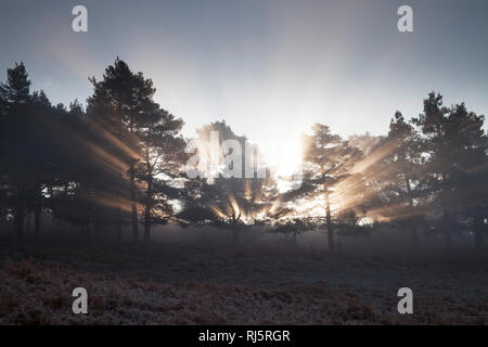Lichtstrahlen durch Schottische Kiefer Pinus sylvestris mit frühen Morgen Nebel und Frost Rockford gemeinsame New Forest National Park Hampshire England Großbritannien Stockfoto