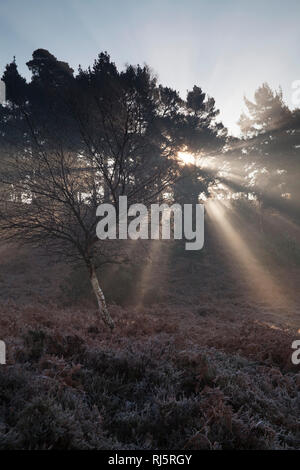 Lichtstrahlen durch Schottische Kiefer Pinus sylvestris mit frühen Morgen Nebel und Frost Rockford gemeinsame New Forest National Park Hampshire England Großbritannien Stockfoto