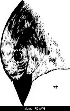 . Eine Geschichte der nordamerikanische Vögel [microform]: Land der Vögel. Vögel, Ornithologie; Oiseaux; Ornithologie. . Bitte beachten Sie, dass diese Bilder sind von der gescannten Seite Bilder, die digital für die Lesbarkeit verbessert haben mögen - Färbung und Aussehen dieser Abbildungen können nicht perfekt dem Original ähneln. extrahiert. Baird, Spencer F., 1823-1887; Brauer, T.M. (Thomas Mayo), 1814-1880; Ridgway, Robert, 1850-1929. Boston: Little, Brown Stockfoto