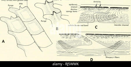 . Stellung der Morphologie. Morphologie (Tiere); Chordata. Polypterus der Waage der Polyplerus sind der Primitiven ganoid Typ, ohne Williamson die Kanäle (Abbildung 8-36). Es ist eine dünne, aber geschichteten Schicht aus Emaille über die äußere Oberfläche, eine Schicht von Dentin oberhalb einer vaskulären Plexus in spongiösen Knochen eingeschlossen, und eine laminierte knöchernen Basis; die Skala von oben nach unten durchbrochen, indem ein paar vaskuläre Tv. Diese Skalen haben viele Kanäle für Fasern des Sharpey zusammen zu binden. Kleinen Stacheln oder denticles kann über die Ränder der Skalen liegen aber nicht angebracht. Die dermale Knochen und Stockfoto