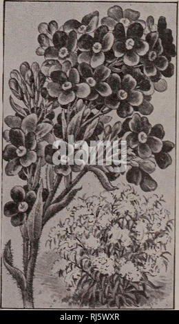 . Childs' seltene Blumen, Gemüse und Obst. Verkaufskataloge Samen; Baumschulen (Gartenbau) Kataloge; Samen; Blumen Kataloge Kataloge Kataloge ; Obst ; Gemüse Kataloge; John Lewis Childs (Firma); kommerzielle Kataloge; Baumschulen (Gartenbau); Samen; Blumen; Gemüse; Früchte. Joel H. Lancaster, Santa Barbara. Cal., Sav: "Ich habe die besten Aster Betten von ihrem Samen haben, in dieser Grafschaft; einfach großartige." Frau Edward J. Moore, Holbrook, Masse. sav: "Ich habe den ersten Preis mit ihrem Astern im vergangenen September an der Wey-Mund, Mass., landwirtschaftliche Messe." Gemischte Blumen Samen, 100 Kin Stockfoto