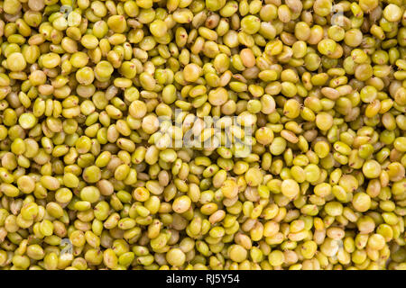 Frisches Grün Ausschreibung Sorghum Stockfoto