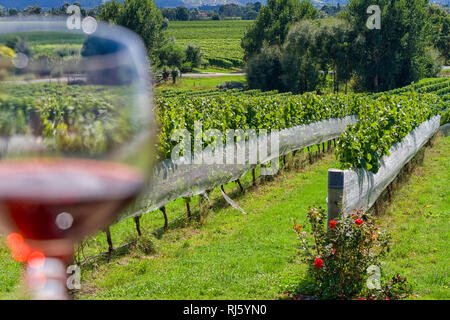 Winglass mit roter Wein im Weinberg gefüllt Stockfoto