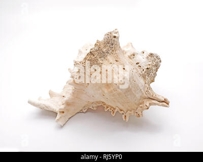 Seashell Ramose Murex isoliert auf weißem Hintergrund Stockfoto