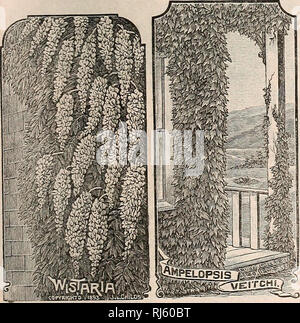 . Childs' seltene Blumen, Gemüse & Amp; Früchte. Verkaufskataloge Samen; Baumschulen (Gartenbau) Kataloge; Samen; Blumen Kataloge Kataloge Kataloge; Gemüse; Obstbäume Kataloge; John Lewis Childs (Firma); kommerzielle Kataloge; Baumschulen (Gartenbau); Samen; Blumen; Gemüse; Obstbäume. ^ njpelopsisVeitctu. Die modischen Wand Aufsteiger des Tages. Klammert sich fest durch Saugnäpfe, die entlang der Stammzellen geworfen, und Rockmusik, Ziegel, ect., und ist eine Wand des grüne Wohnzimmer im Sommer durch, Drehen im Herbst zu einem flammenden Crimson, wenn es recht ist wunderschön. Es steht den Staub und die trockene Luft der Städte adm Stockfoto