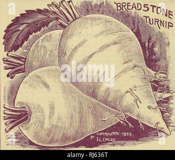 . Childs' seltene Blumen, Gemüse & Amp; Früchte für 1894. Verkaufskataloge Samen; Baumschulen (Gartenbau) Kataloge; Samen; Blumen Kataloge Kataloge Kataloge; Gemüse; Obstbäume Kataloge; John Lewis Childs (Firma); kommerzielle Kataloge; Baumschulen (Gartenbau); Samen; Blumen; Gemüse; Obstbäume. Extra früh Mailand. Die frühesten Strap-blättrige Sorte. Eine glatte, mittlere Reihe, mit einem hellen Lila top. Feine Qualität und guter Keeper. Sehr lecker. Pkt., Sc.; Oz, 10 C.; lb, 75 C. Weiße Eier. Schöne weiße eiförmige Art des schnellen Wachstums. Fleisch fest und solide, feinkörnige, Swe Stockfoto