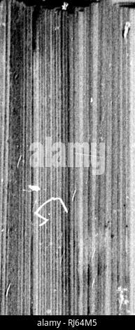 . Monographien der Nordamerikanischen rodentia [microform]. Rodentia; Paläontologie; Rongeure; Paléontologie. . Bitte beachten Sie, dass diese Bilder sind von der gescannten Seite Bilder, die digital für die Lesbarkeit verbessert haben mögen - Färbung und Aussehen dieser Abbildungen können nicht perfekt dem Original ähneln. extrahiert. Coues, Elliott, 1842-1899; Allen, Joel Asaph, 1838-1921; Geological Survey (U S.). Washington: G. S. O. Stockfoto