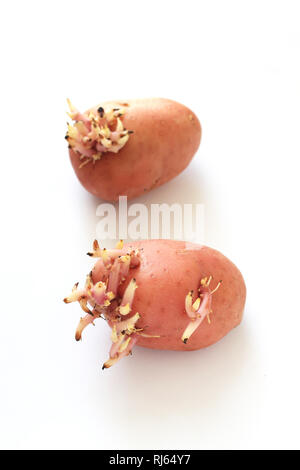 Sprießende Kartoffeln vor weißem Hintergrund Stockfoto