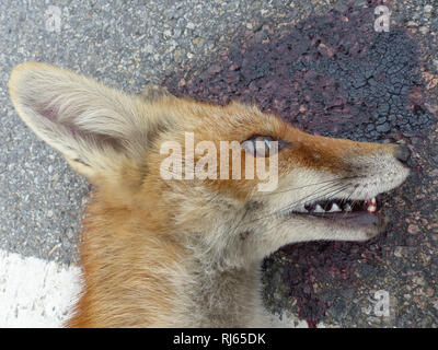 Straße getötet Fuchs am Straßenrand Stockfoto