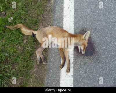 Straße getötet Fuchs am Straßenrand Stockfoto