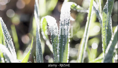 Grashalme auf einer Wiese im Sonnenlicht, close-up Stockfoto