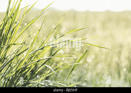 Grashalme auf einer Wiese im Sonnenlicht, Stockfoto