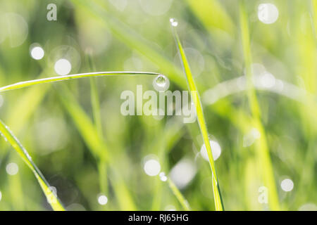 Grashalme auf einer Wiese im Sonnenlicht, close-up Stockfoto