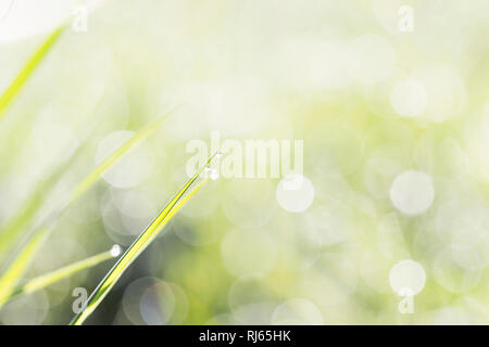 Grashalme auf einer Wiese im Sonnenlicht, close-up Stockfoto