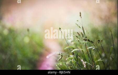 Abb. zarte Halme und Sky in einer Sommerwiese im Gegenlicht, Stockfoto