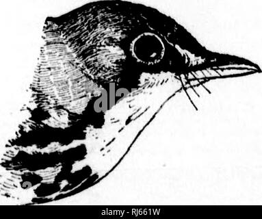 . Handbuch der Vögel des östlichen Nordamerika [microform]: mit Tasten, um die Arten und Beschreibungen ihrer Gefieder, Nester und Eier, deren Verteilung und Migrationen und eine kurze Darstellung ihrer Lieblingsplätze und Gewohnheiten mit einführenden Kapiteln auf die Studie der Ornithologie, wie sie die Vögel und howto Sammeln und Bewahren, die Vögel ihre Nester und Eier. Vögel, Vögel, Vögel, Ornithologie, Vogelkunde; Oiseaux Oiseaux Oiseaux;;; Ornithologie; Ornithologie. Fio. 105.-Kentucky Warbler. Fio. 109,- kanadische Warbler. Fios. 103-109.- Staats Grasmücken. (Natürliche Größe.). Bitte beachten Sie, dass diese Bilder sind e Stockfoto